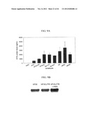 EXPRESSION VECTOR SUITABLE FOR EXPRESSION OF A CODING SEQUENCE FOR GENE     THERAPY diagram and image