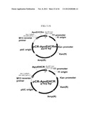 EXPRESSION VECTOR SUITABLE FOR EXPRESSION OF A CODING SEQUENCE FOR GENE     THERAPY diagram and image