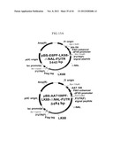 EXPRESSION VECTOR SUITABLE FOR EXPRESSION OF A CODING SEQUENCE FOR GENE     THERAPY diagram and image