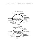 EXPRESSION VECTOR SUITABLE FOR EXPRESSION OF A CODING SEQUENCE FOR GENE     THERAPY diagram and image