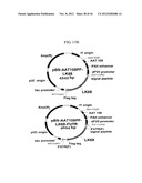 EXPRESSION VECTOR SUITABLE FOR EXPRESSION OF A CODING SEQUENCE FOR GENE     THERAPY diagram and image