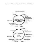 EXPRESSION VECTOR SUITABLE FOR EXPRESSION OF A CODING SEQUENCE FOR GENE     THERAPY diagram and image