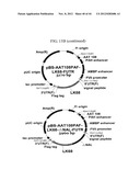 EXPRESSION VECTOR SUITABLE FOR EXPRESSION OF A CODING SEQUENCE FOR GENE     THERAPY diagram and image