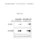 EXPRESSION VECTOR SUITABLE FOR EXPRESSION OF A CODING SEQUENCE FOR GENE     THERAPY diagram and image