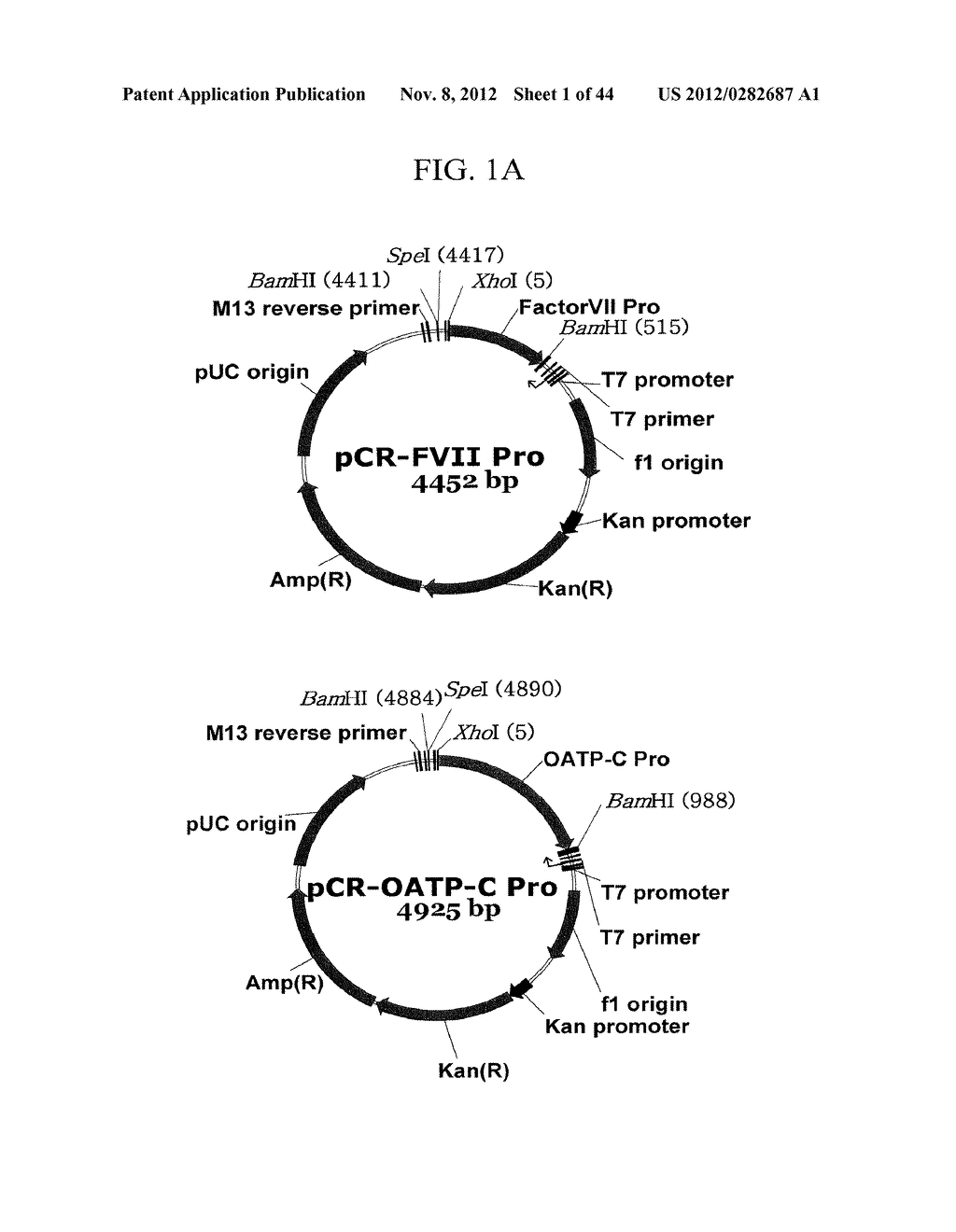 EXPRESSION VECTOR SUITABLE FOR EXPRESSION OF A CODING SEQUENCE FOR GENE     THERAPY - diagram, schematic, and image 02