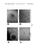 METHOD OF GENERATING NATURAL KILLER CELLS AND DENDRITIC CELLS FROM HUMAN     EMBRYONIC STEM CELL-DERIVED HEMANGIOBLASTS diagram and image