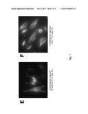 METHOD OF GENERATING NATURAL KILLER CELLS AND DENDRITIC CELLS FROM HUMAN     EMBRYONIC STEM CELL-DERIVED HEMANGIOBLASTS diagram and image