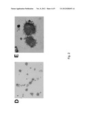 METHOD OF GENERATING NATURAL KILLER CELLS AND DENDRITIC CELLS FROM HUMAN     EMBRYONIC STEM CELL-DERIVED HEMANGIOBLASTS diagram and image