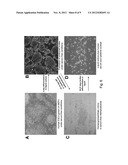 METHOD OF GENERATING NATURAL KILLER CELLS AND DENDRITIC CELLS FROM HUMAN     EMBRYONIC STEM CELL-DERIVED HEMANGIOBLASTS diagram and image