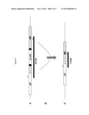 METHOD FOR HOMOLOGOUS RECOMBINATION IN EUKARYOTIC CELLS diagram and image