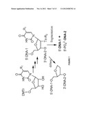 Novel Compounds and Synthesis of Tellurium-Derivatized Oligonucleotides     for Structural and Functional Studies diagram and image