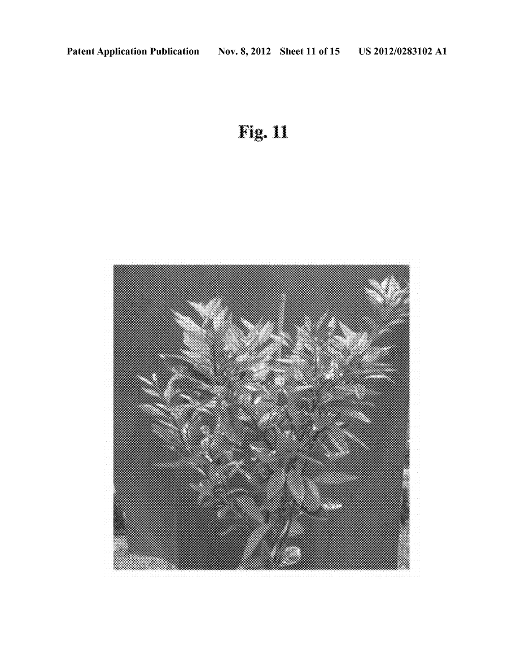 FLOWERING INDUCER - diagram, schematic, and image 12