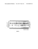 METHODS FOR DETECTING MYCOBACTERIUM TUBERCULOSIS ANTIGENS diagram and image