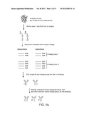 Method for Identifying Lineage-Related Antibodies diagram and image