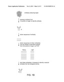 Method for Identifying Lineage-Related Antibodies diagram and image