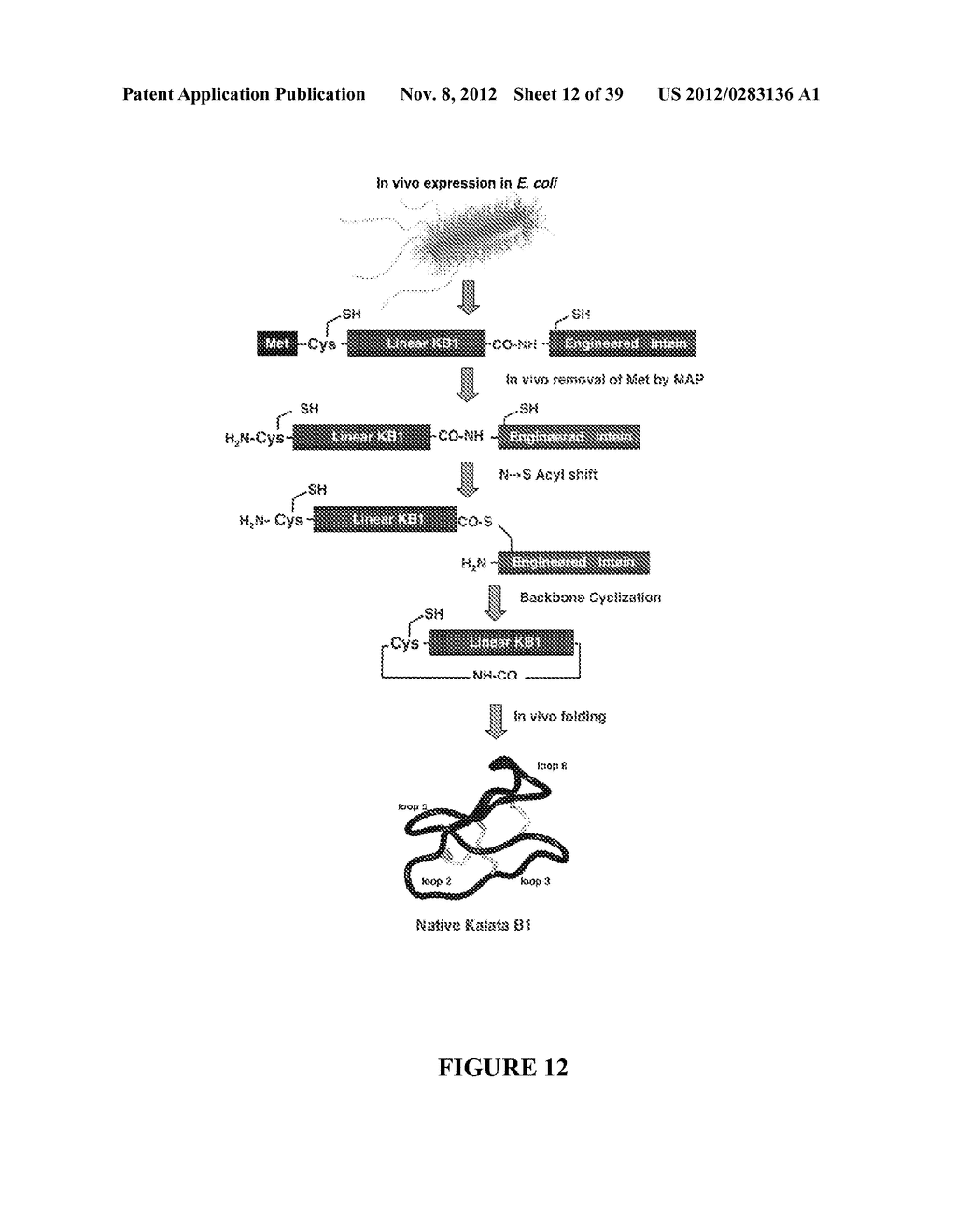 COMPOSITIONS AND METHODS FOR THE RAPID BIOSYNTHESIS AND IN VIVO SCREENING     OF BIOLOGICALLY RELEVANT PEPTIDES - diagram, schematic, and image 13