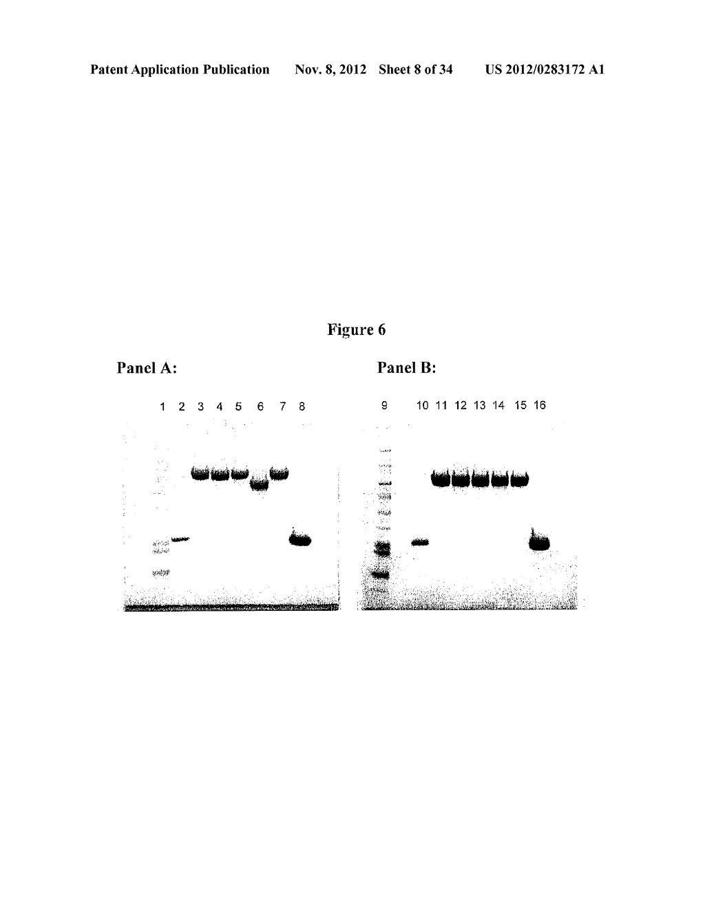 MODIFIED PORCINE SOMATOTROPIN POLYPEPTIDES AND THEIR USES - diagram, schematic, and image 09