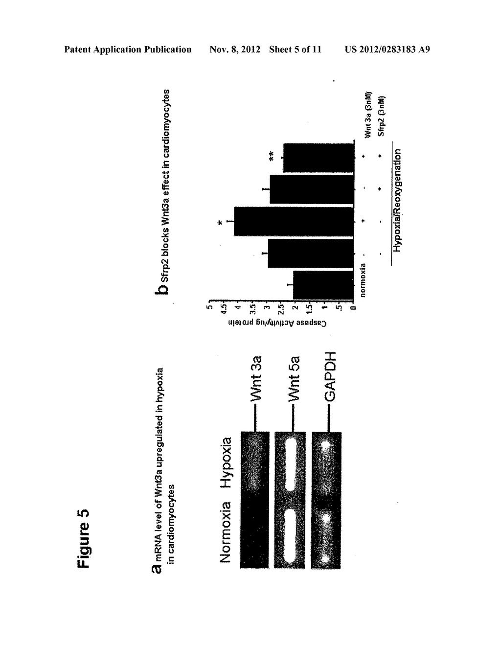 METHOD OF REDUCING CELL DEATH BY ADMINISTERING A PARACRINE FACTOR OF A     MESENCHYMAL STEM CELL - diagram, schematic, and image 06