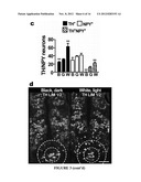 MANIPULATION OF BRAIN IN A CIRCUIT-SPECIFIC MANNER diagram and image