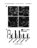 MANIPULATION OF BRAIN IN A CIRCUIT-SPECIFIC MANNER diagram and image