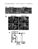 MANIPULATION OF BRAIN IN A CIRCUIT-SPECIFIC MANNER diagram and image