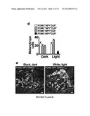 MANIPULATION OF BRAIN IN A CIRCUIT-SPECIFIC MANNER diagram and image