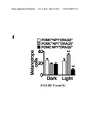 MANIPULATION OF BRAIN IN A CIRCUIT-SPECIFIC MANNER diagram and image