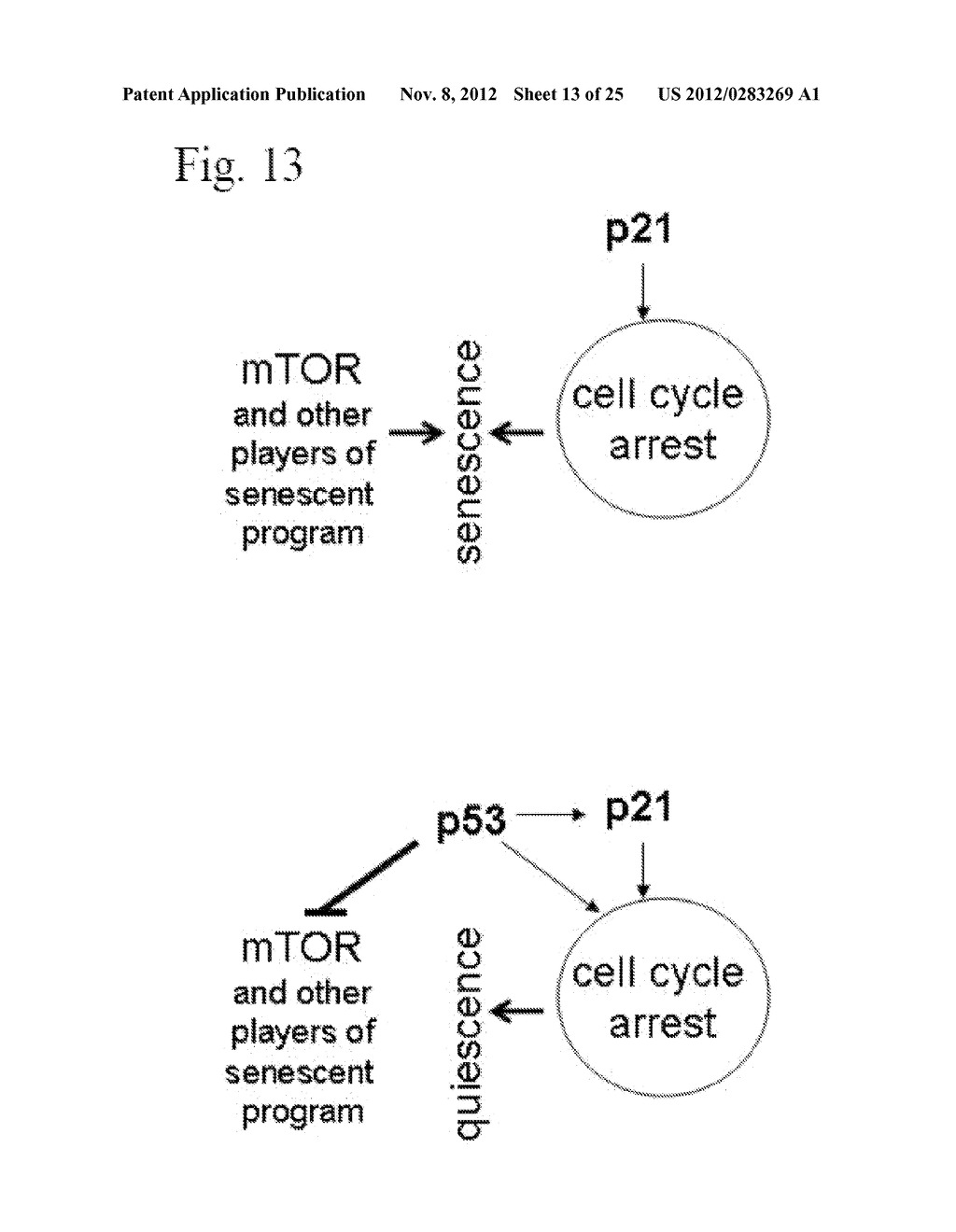 Method and Compositions for Suppression of Aging - diagram, schematic, and image 14