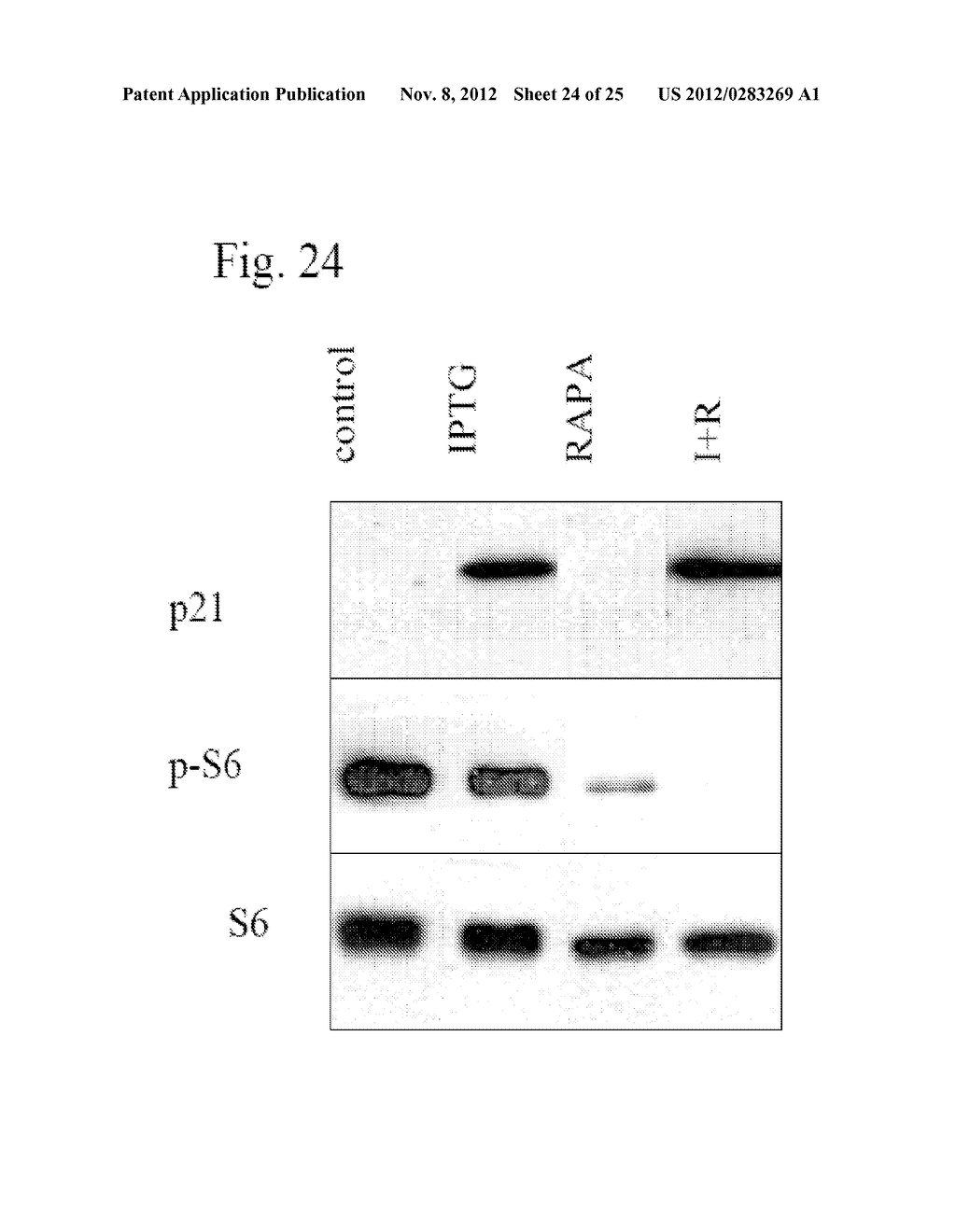 Method and Compositions for Suppression of Aging - diagram, schematic, and image 25