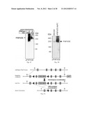 Methods and Compositions for Regulating RNA Import into Mitochondria diagram and image