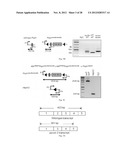 Methods and Compositions for Regulating RNA Import into Mitochondria diagram and image