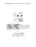 Methods and Compositions for Regulating RNA Import into Mitochondria diagram and image