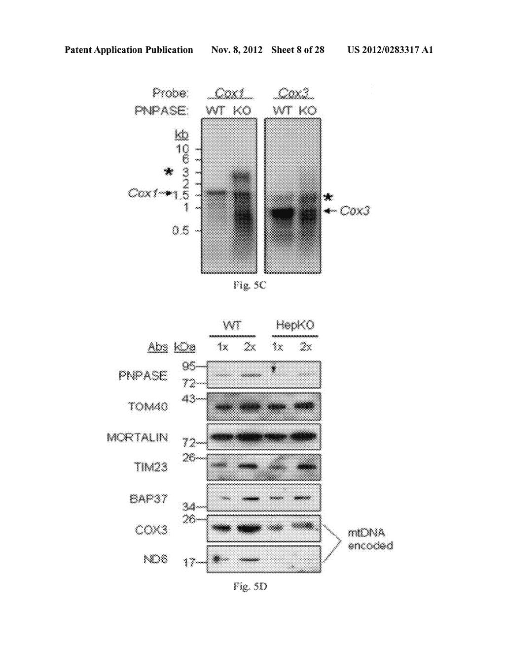 Methods and Compositions for Regulating RNA Import into Mitochondria - diagram, schematic, and image 09