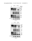 Methods and Compositions for Regulating RNA Import into Mitochondria diagram and image