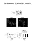 Methods and Compositions for Regulating RNA Import into Mitochondria diagram and image