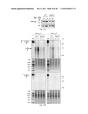 Methods and Compositions for Regulating RNA Import into Mitochondria diagram and image