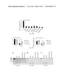 Methods and Compositions for Regulating RNA Import into Mitochondria diagram and image