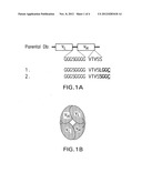 COVALENT DISULFIDE-LINKED DIABODIES AND USES THEREOF diagram and image