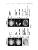 MAGNETIC RESONANCE IMAGING USING VELOCITY SELECTIVE EXCITATION diagram and image