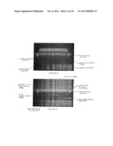 FAN FOLDED FASCIA LATA FOR CRUCIATE LIGAMENT SUBSTITUTION AND METHOD AND     APPARATUS FOR MAKING THE SAME diagram and image