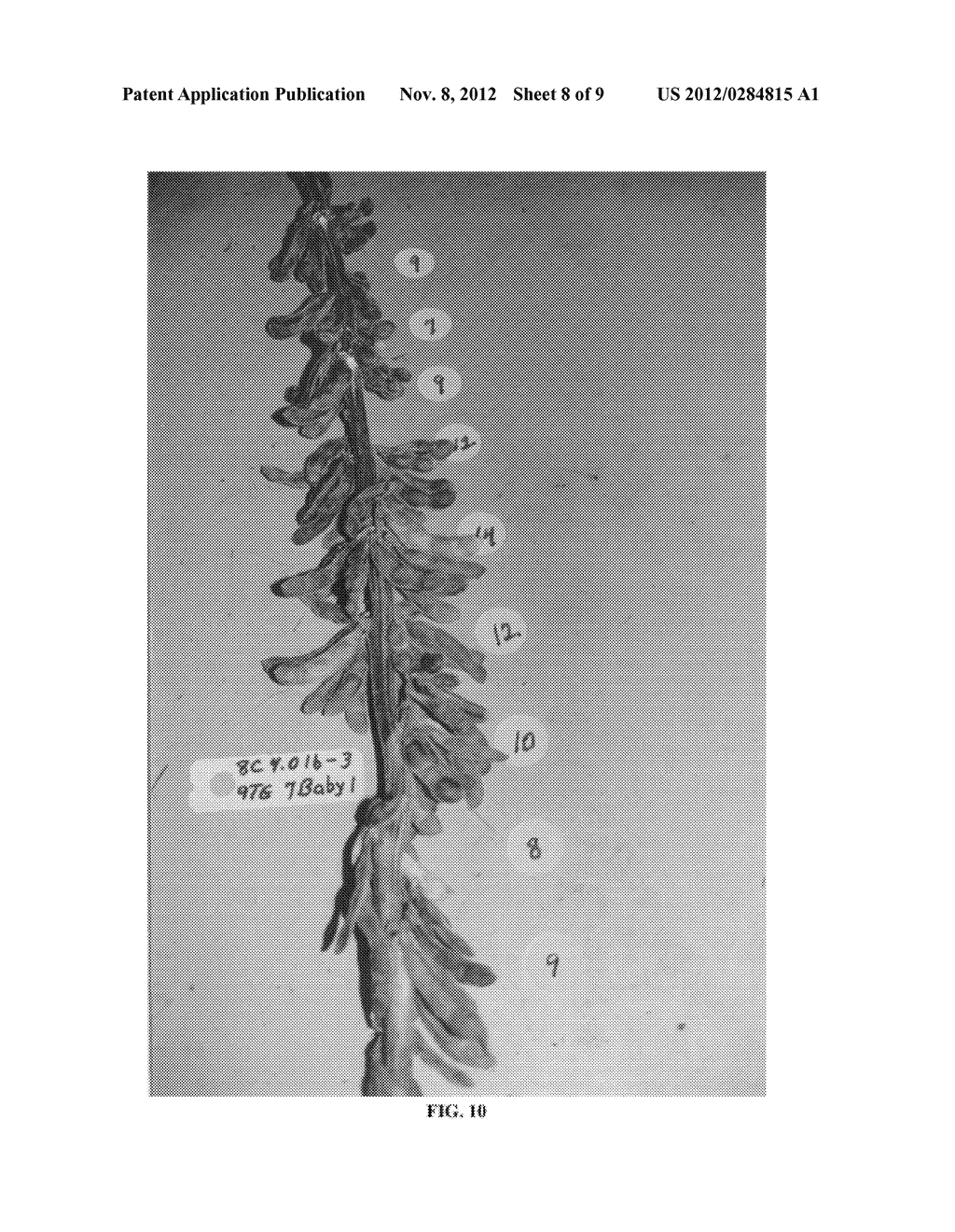 APOMICTIC SOYBEAN PLANTS AND METHODS FOR PRODUCING - diagram, schematic, and image 09