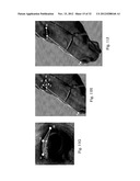 IMAGE ANALYSIS FOR DETERMINING CHARACTERISTICS OF ANIMALS diagram and image