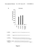 STRUCTURE AND USE OF 5  PHOSPHATE OLIGONUCLEOTIDES diagram and image