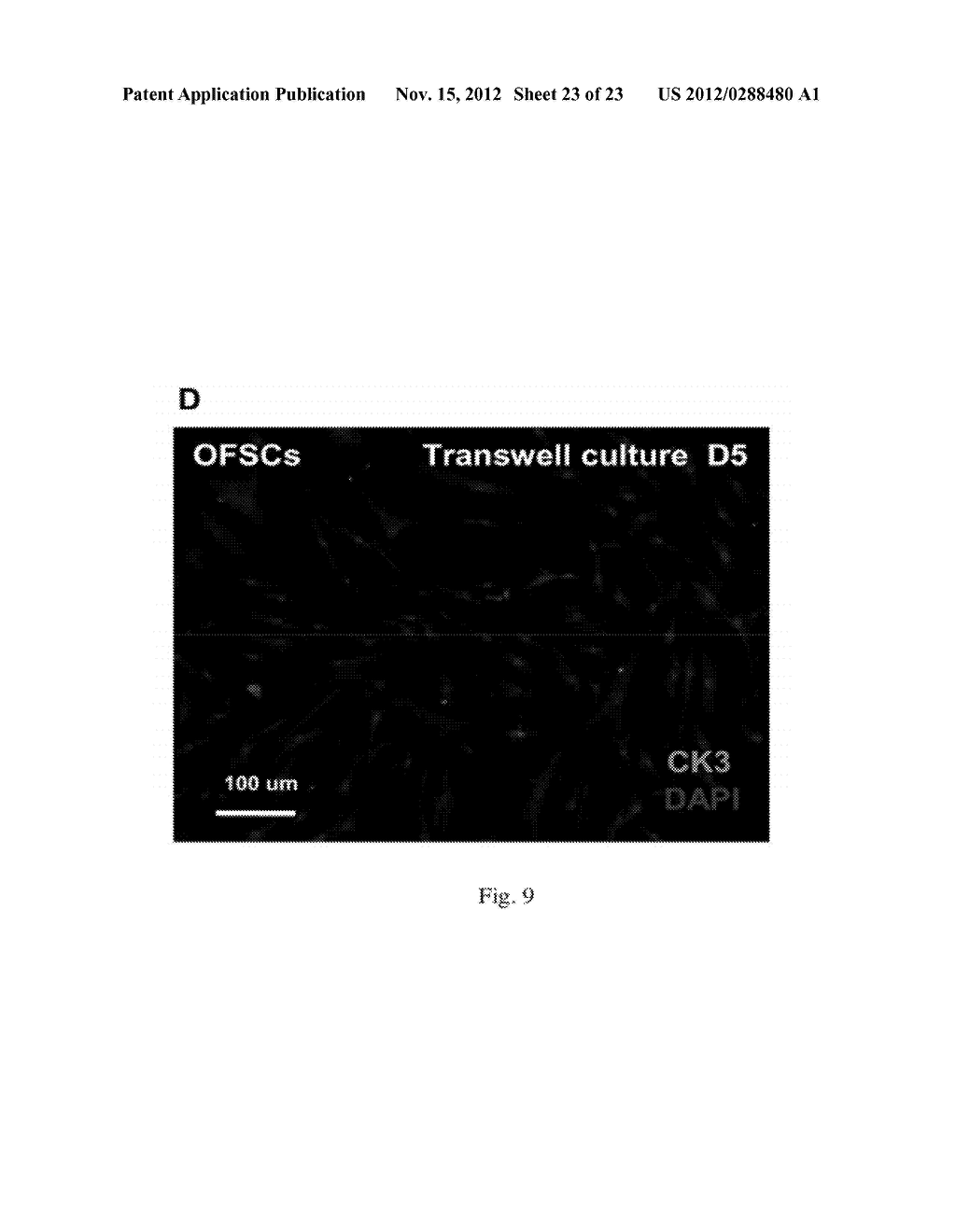 CELL POPULATION COMPRISING ORBITAL FAT-DERIVED STEM CELLS (OFSCS) AND     THEIR ISOLATION AND APPLICATIONS - diagram, schematic, and image 24