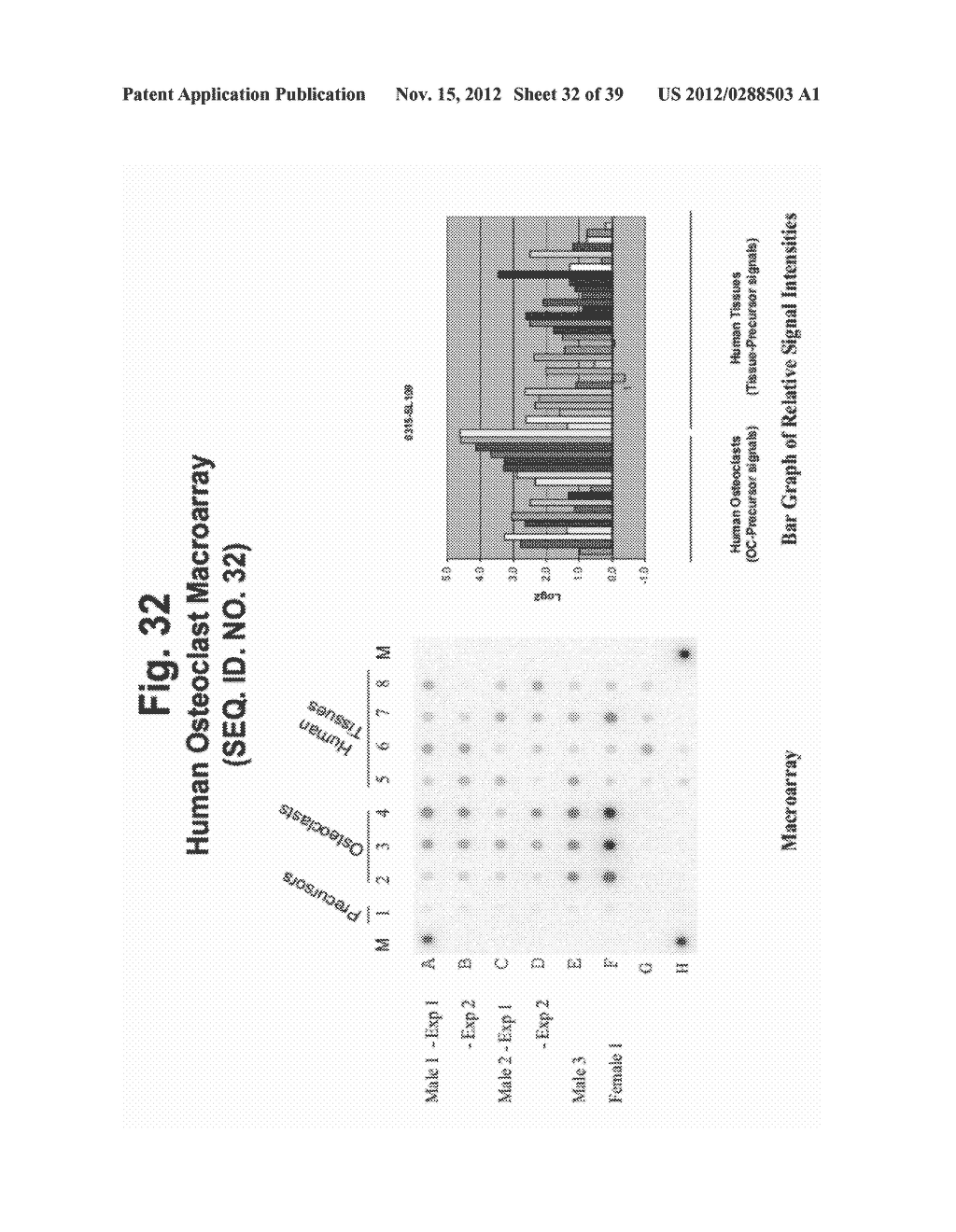 POLYNUCLEOTIDES AND POLYPEPTIDE SEQUENCES INVOLVED IN THE PROCESS OF BONE     REMODELING - diagram, schematic, and image 33