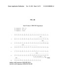 ANTIBODIES AGAINST CLOSTRIDIUM DIFFICILE TOXINS AND USES THEREOF diagram and image