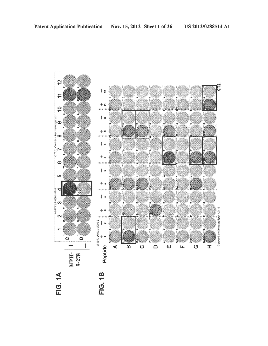 PEPTIDE VACCINES FOR CANCERS EXPRESSING MPHOSPH1 OR DEPDC1 POLYPEPTIDES - diagram, schematic, and image 02