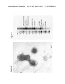 Markers of XMRV Infection And Uses Thereof diagram and image