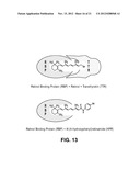 METHODS AND COMPOSITIONS FOR TREATING OPHTHALMIC CONDITIONS VIA SERUM     RETINOL, SERUM RETINOL BINDING PROTEIN (RBP), AND/OR SERUM RETINOL-RBP     MODULATION diagram and image