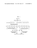 USE OF LIGNAN COMPOUND FOR ANTI-WRINKLE TREATMENT diagram and image